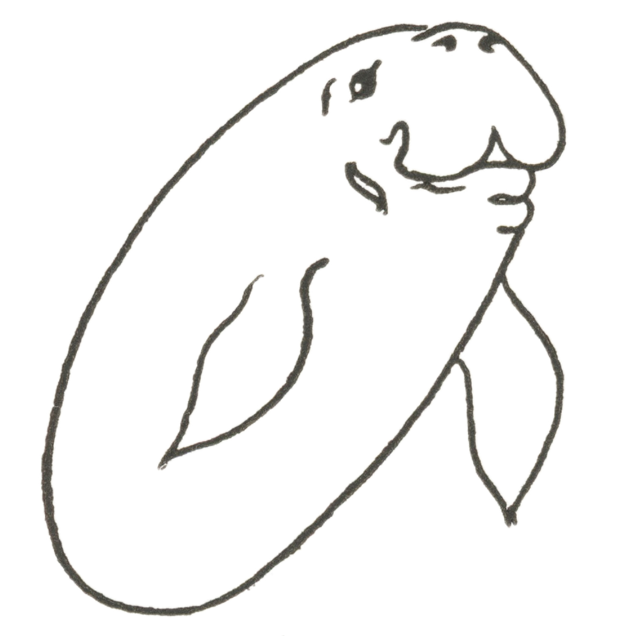 Draw manatee easy step by step