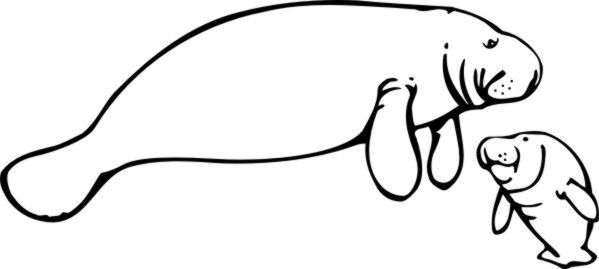 Manatee colorful drawings drawings