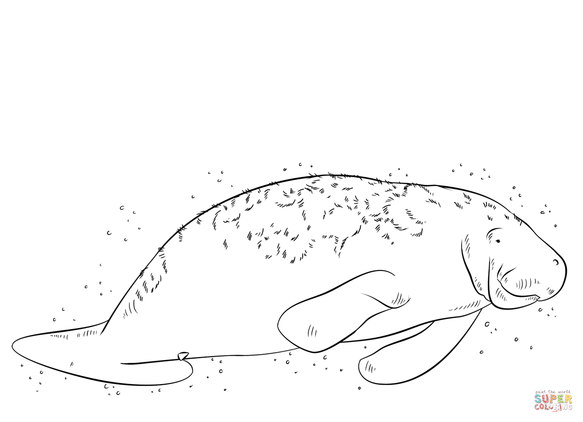 Florida manatee coloring page free printable coloring pages