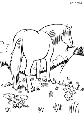Horses coloring pages free printable horse coloring sheets
