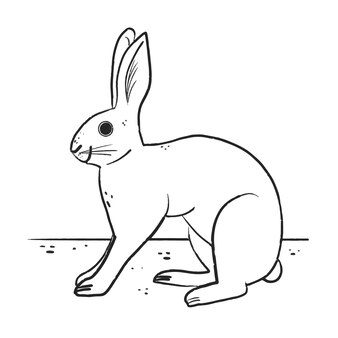 Page rabbit butt images