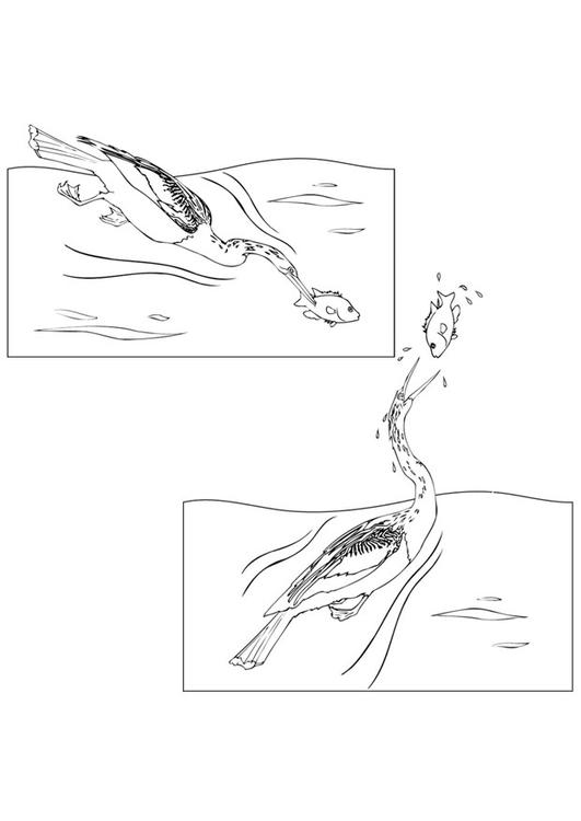 Coloring page loon catches fish