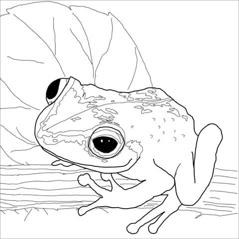 Coqui frog coloring page free printable coloring pages
