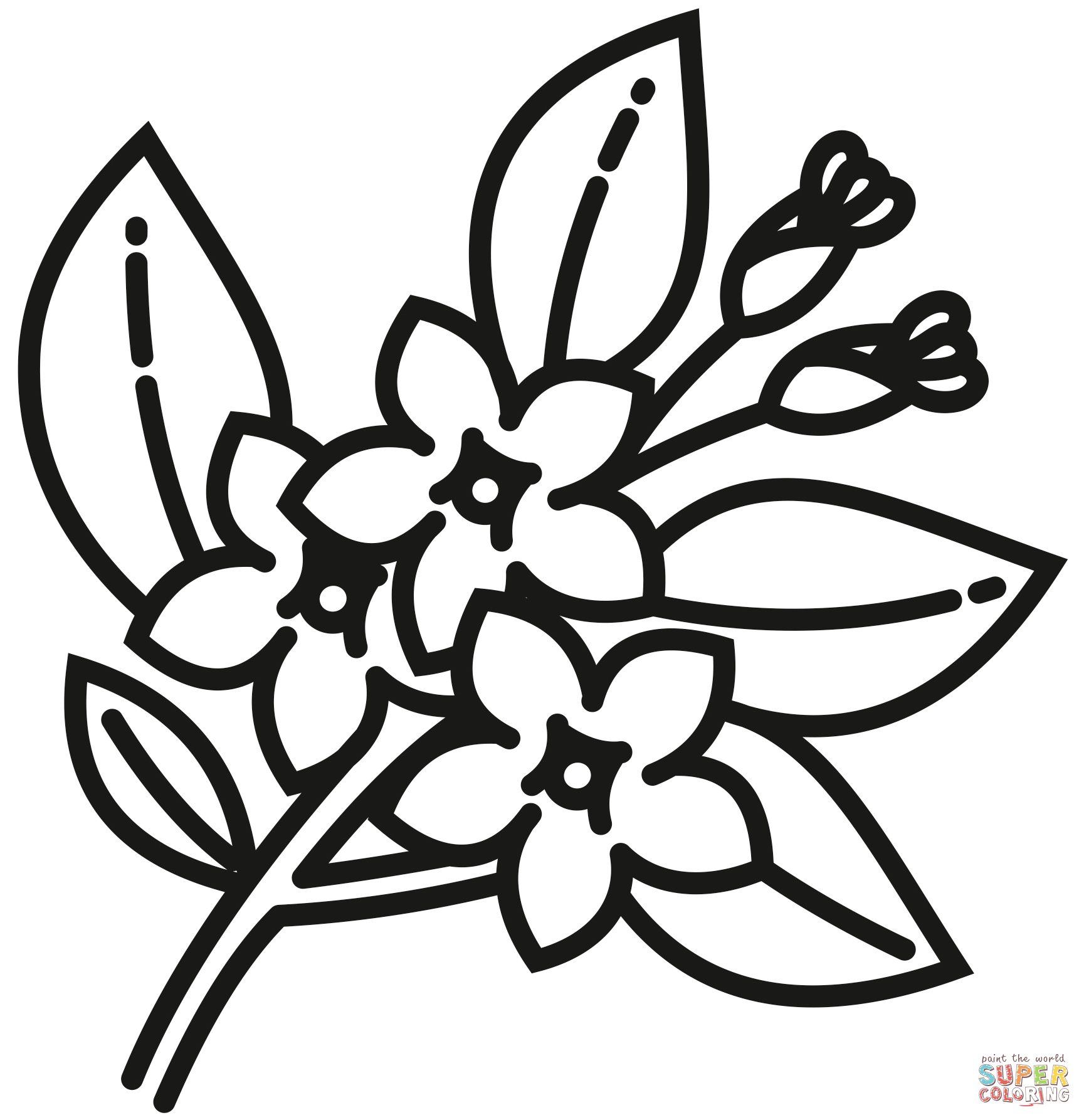Dibujo de jazmãn para colorear dibujos para colorear imprimir gratis
