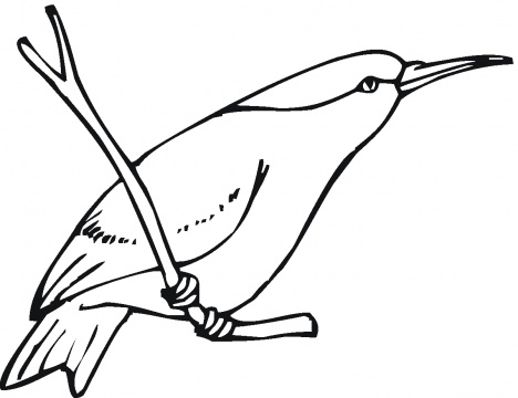 Dibujos de colibrães