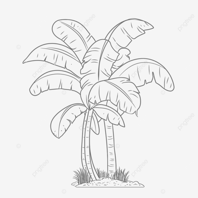 Dibujo de pãgina para colorear con dos palmeras en un boceto contorno fondo blanco vector png dibujos dibujo de palmera dibujo de arbol dibujo de ala png y vector para dcargar gratis
