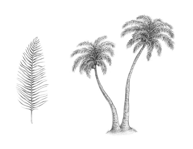 Cãmo dibujar una palmera envato tuts