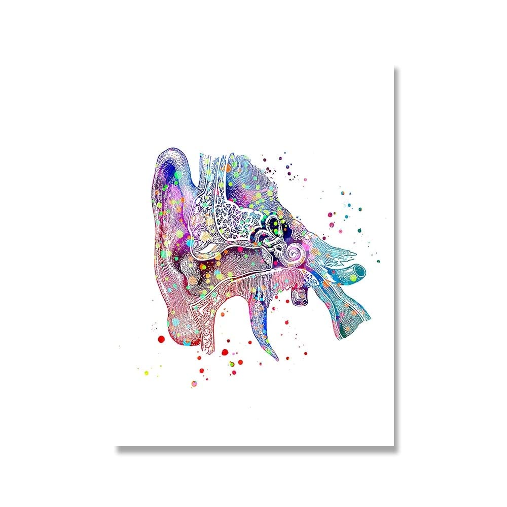 Rimura decoraciãn moderna lienzo pintura anatomãa arte mãdico oãdo interno cochea pãster impriãn tudiante educaciãn audiciãn hospital imãgen color picture size xcm no frame industria empras y ciencia
