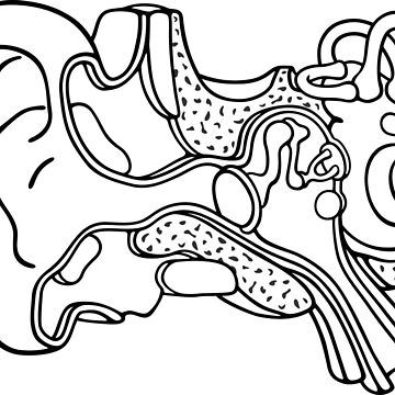 Pegatina for sale con la obra dibujo lineal de la ilustraciãn de la anatomãa del oãdo interno de taylorcustom