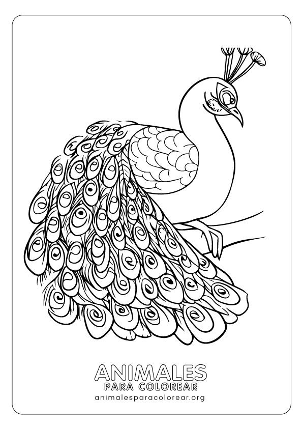 Pavos reales para colorear descarga e imprime gratis