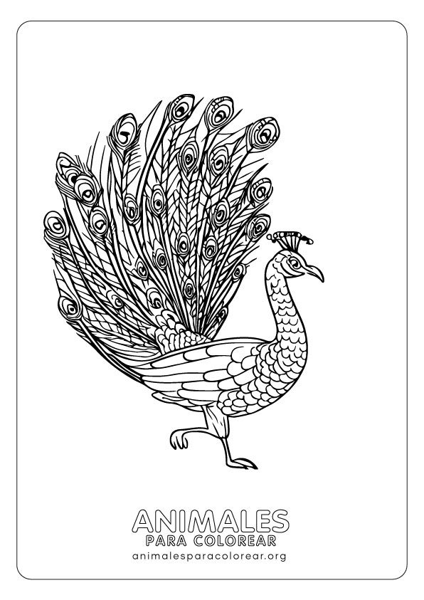 Pavos reales para colorear descarga e imprime gratis