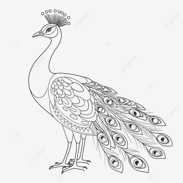 Dibujo de rey pavo real para colorear hoja quema boceto vector png dibujos dibujo de ala dibujo de anillo dibujo del rey png y vector para dcargar gratis