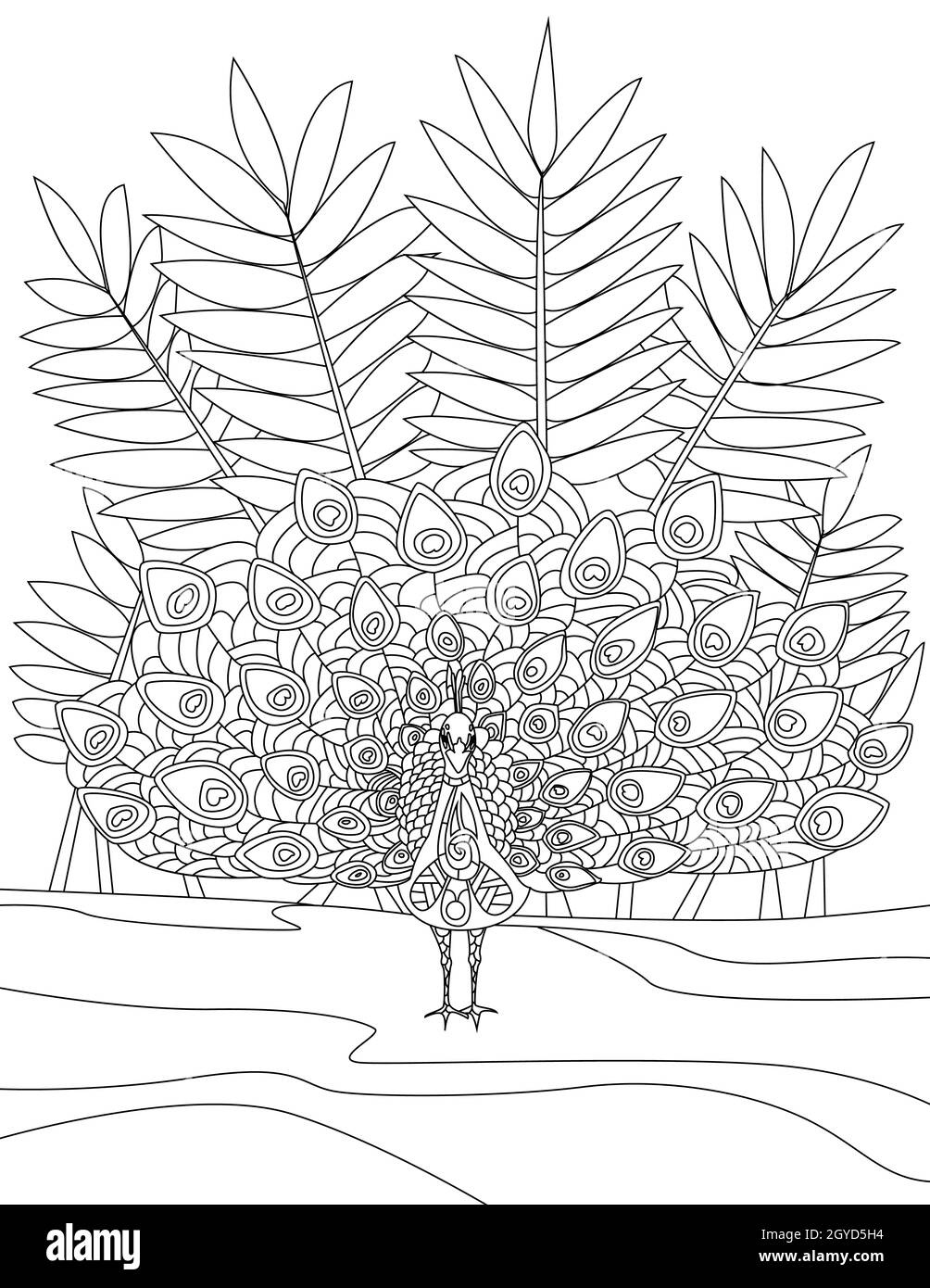 Pavo real blanco y negro para colorear imãgen recortadas de stock