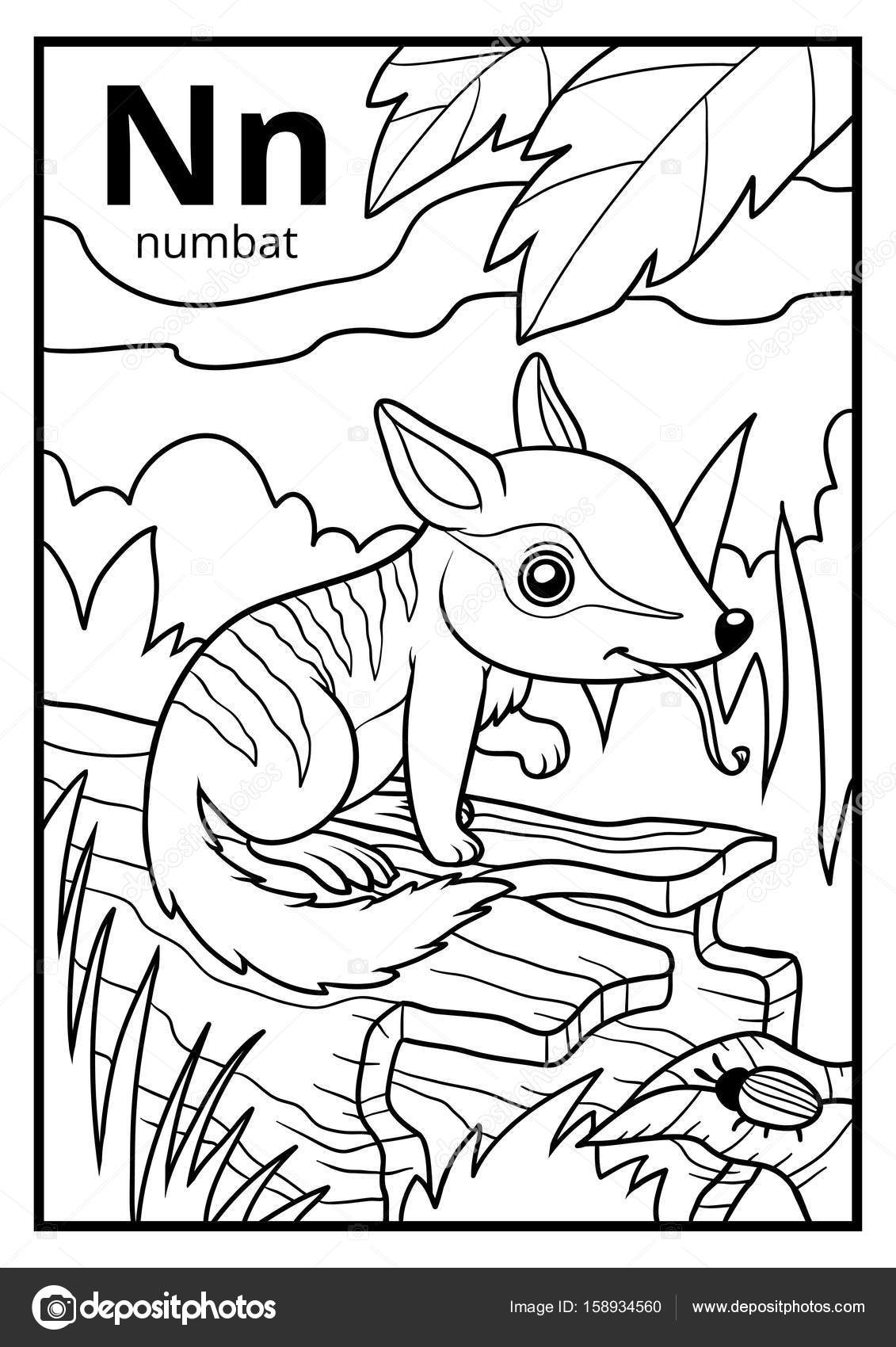 Libro para colorear alfabeto incoloro letra n numbat vector de stock por ksenyasavva