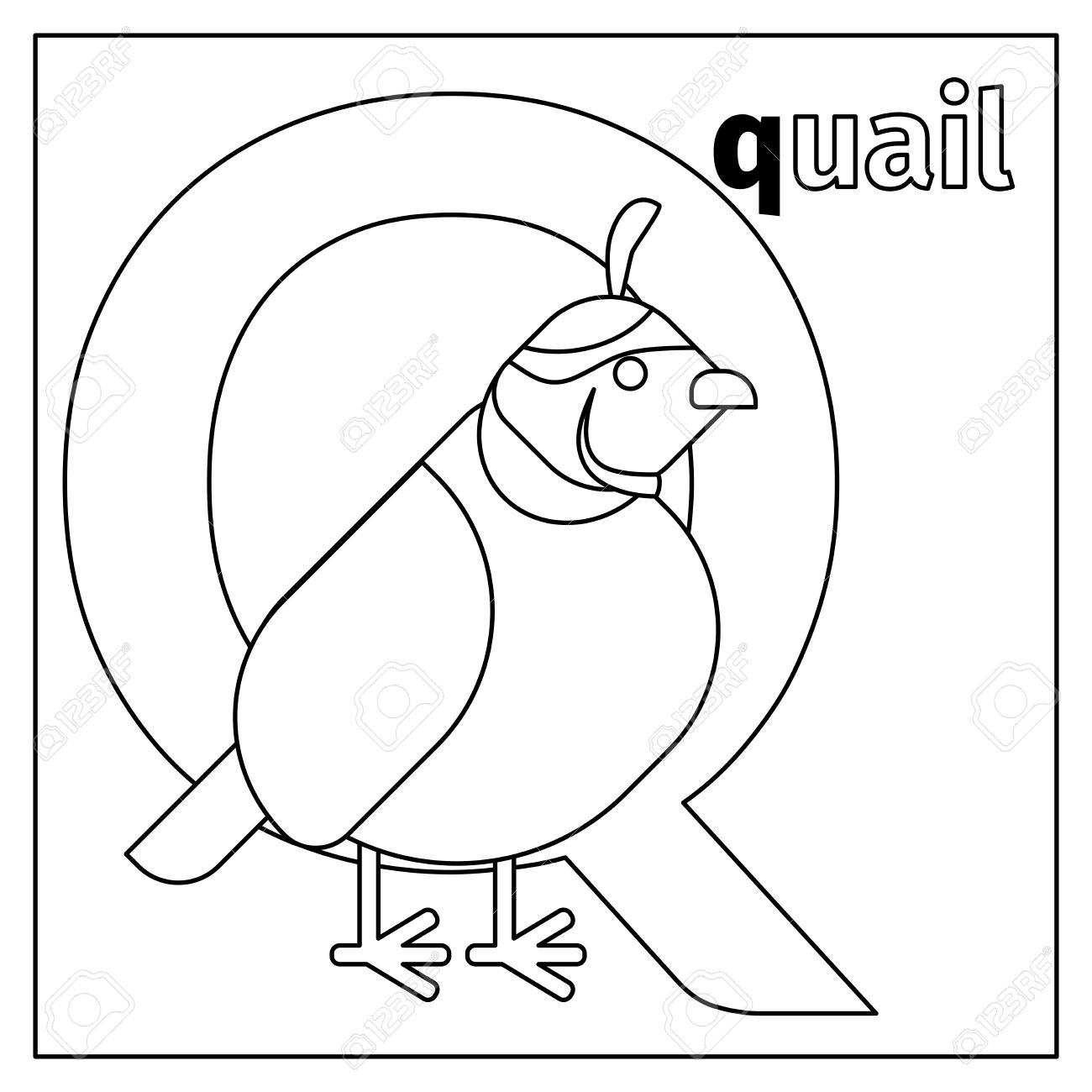 Coloring page or card for kids with english animals zoo alphabet quail letter q vector illustration royalty free svg cliparts vectors and stock illustration image