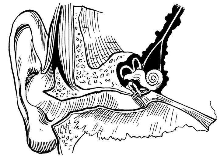 Coloring page ear internal and external oido dibujo unidad del cuerpo humano dibujos para colorear