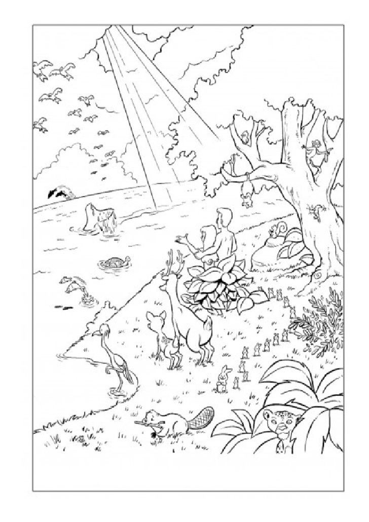 Colorea tos preciosos dibujos de la historia de adãn y eva tambiãn tien actividad para realizar adan y eva actividad dibujos de la creaciãn