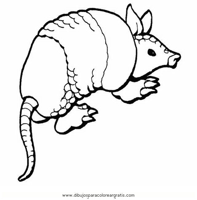 Dibujo armadillo en la categoria animales diseãos animal coloring pages armadillo coloring pages