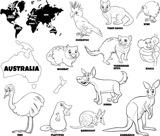 Educational illustration of australian animals color book page stock illustration