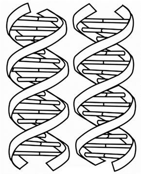 Imag of dna coloring pag enseãanza biologãa redacciãn de textos adn