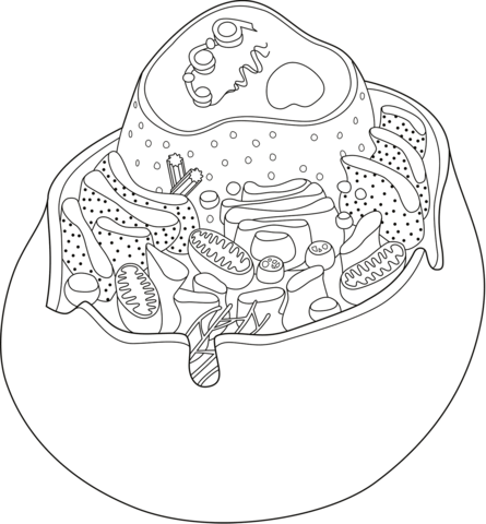 Dibujo de anatomãa de cãlulas animales para colorear dibujos para colorear imprimir gratis