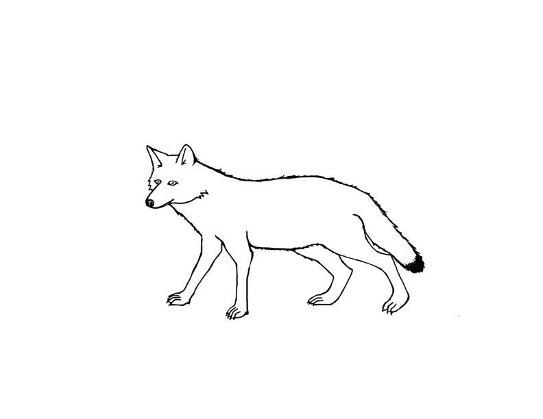 Free printable coyote coloring pages for kids coloring pages for kids coloring pages for boys coloring pages