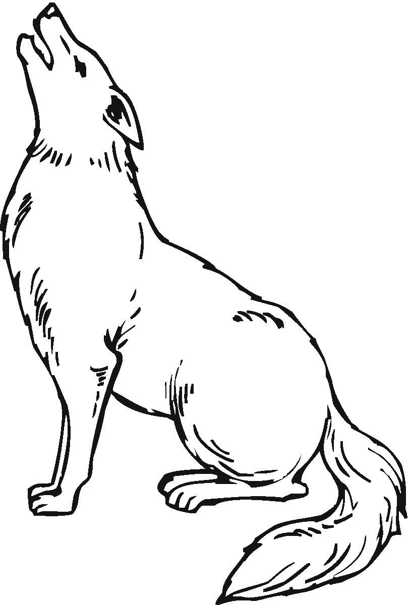 Desert coyote coloring pages only coloring pages coyote drawing coloring pages for kids animal coloring pages