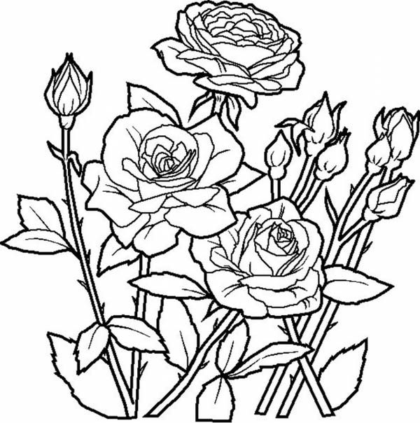 Elegant roses for beautiful flower bouquet coloring page color luna rose coloring pages gden coloring pages flower coloring pages