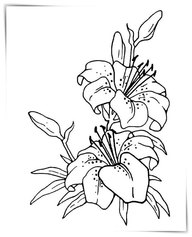 Dibujos para colorear flor bonitas a