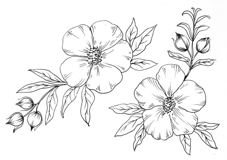 Dibujo para colorear unas flor bonitas beautiful flowers coloring page flor flor bonitas dibujos para colorear