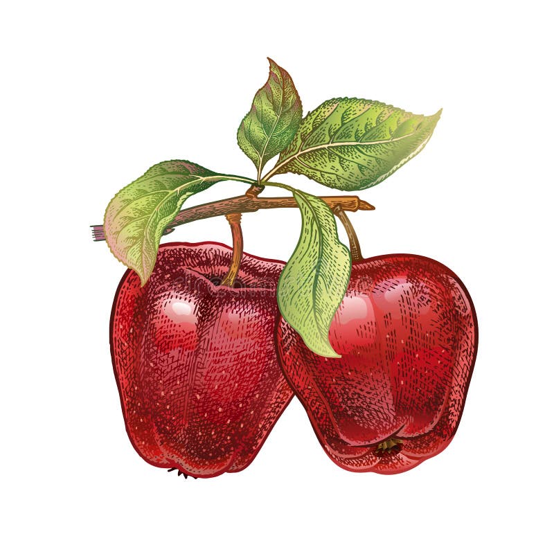 Dibujo realista de la manzana ilustraciãn del vector