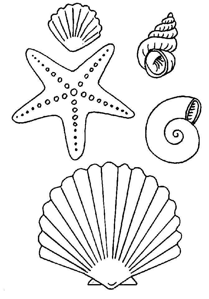 Shells coloring pages conchas de mar dibujo mar para colorear estrellas de mar dibujos