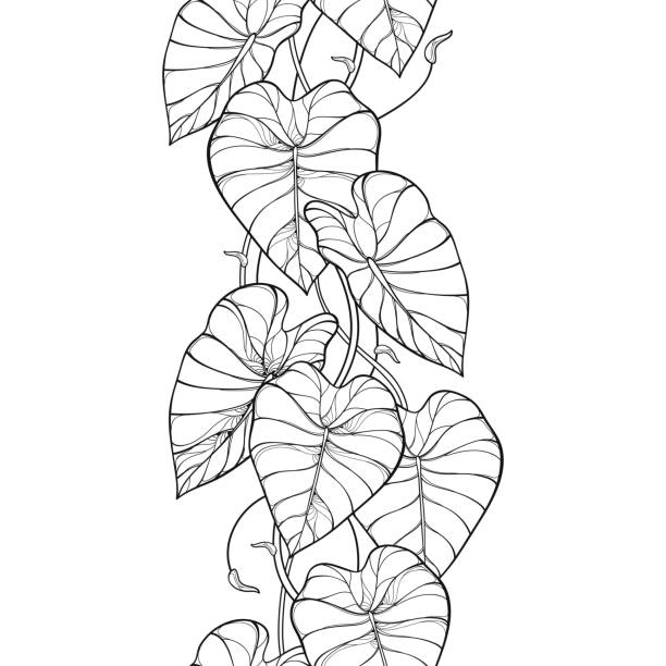 Elephant ears stock illustrations royalty