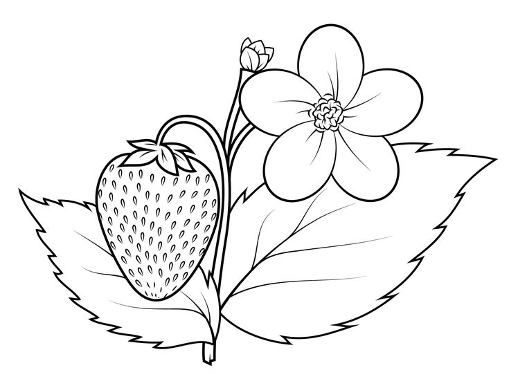 Desenhos de plantas para colorir e imprimir