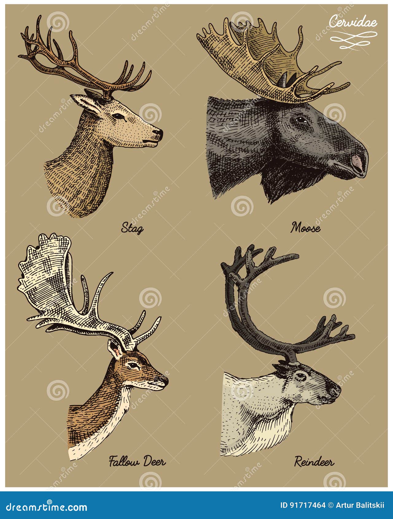 Reindeer moose eurasian elk doe roe deer and stag vector hand drawn illustration engraved wild animals with antlers stock vector