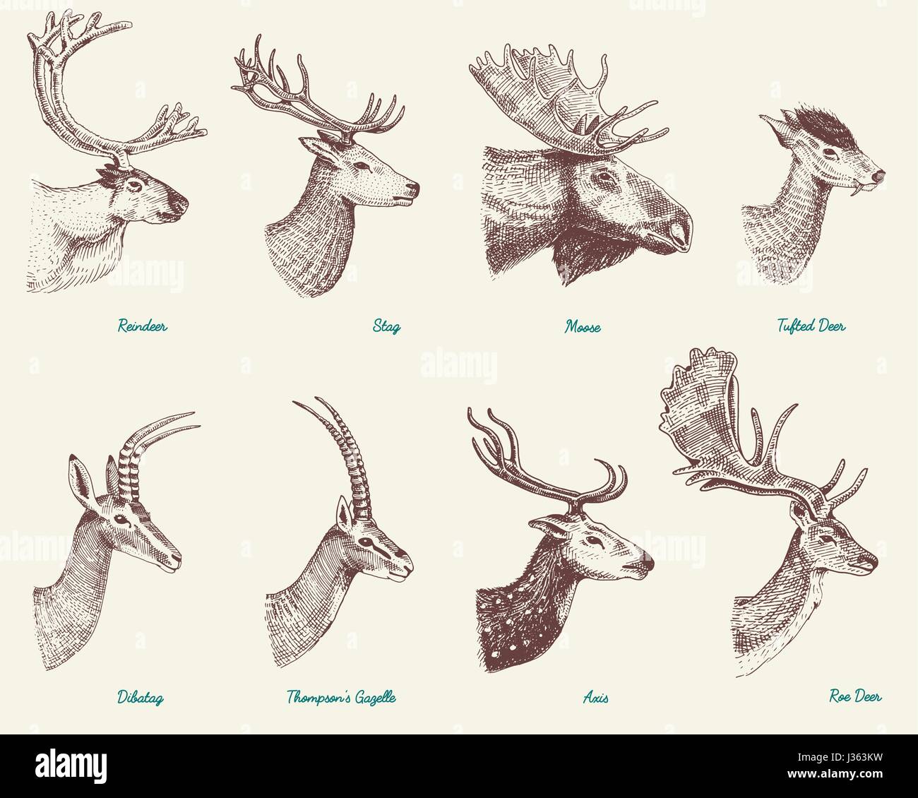 Gran juego de bocina astas de animal alc o elk con impalas gacelas y mayor kudu el gamo el ciervo y el reno el doe o corzos eje y dibatag imagen vector