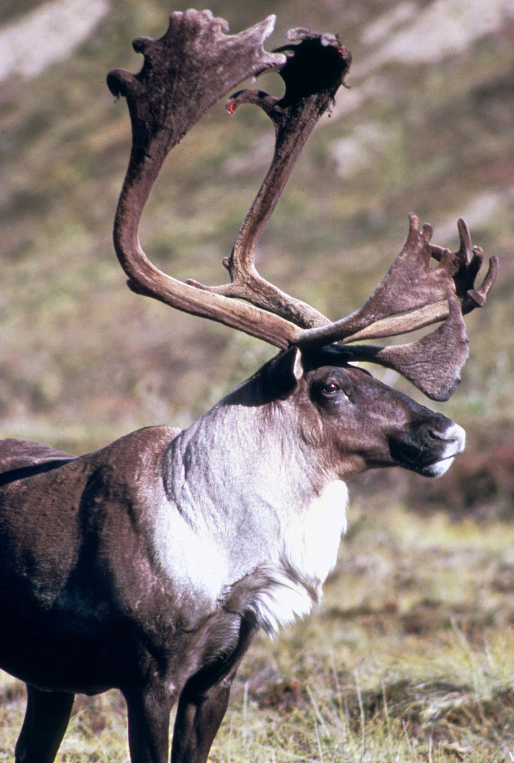 Rangifer tarandus