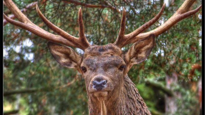 Diferencias entre reno venado y ciervo