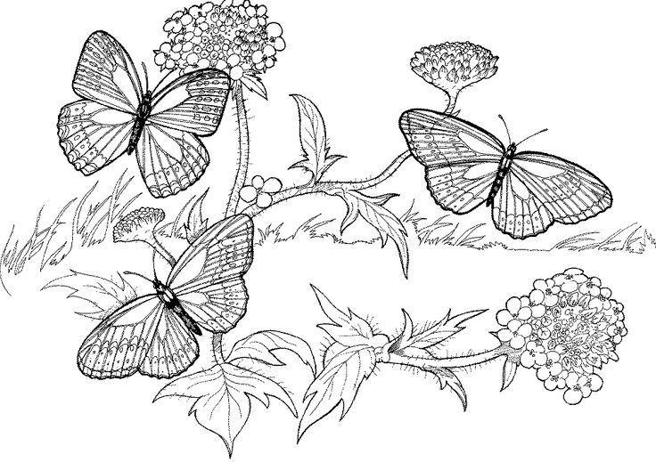Butterfly colouring pages butterfly coloring page animal coloring pages coloring pages