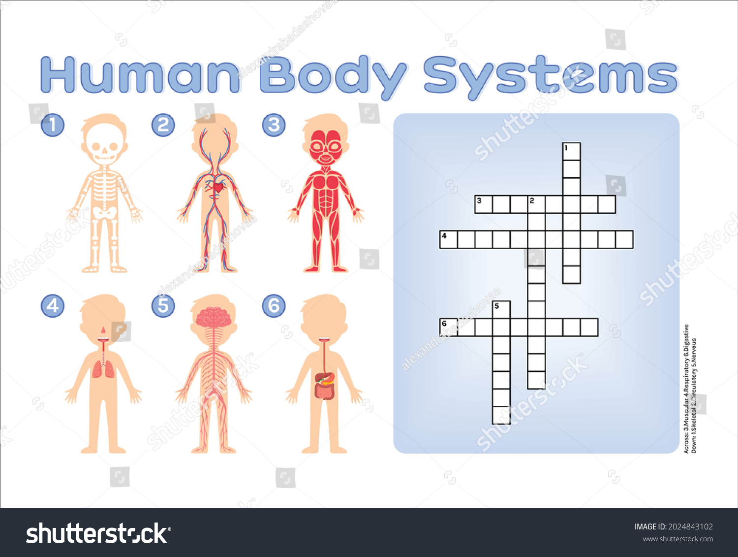 Crossword puzzle children human body systems stock vector royalty free