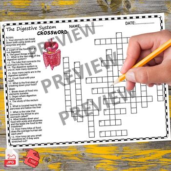 The digestive system worksheets word search and crosswords by teacher marie