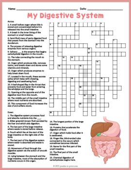 The digestive system crossword puzzle activity worksheet by puzzles to print