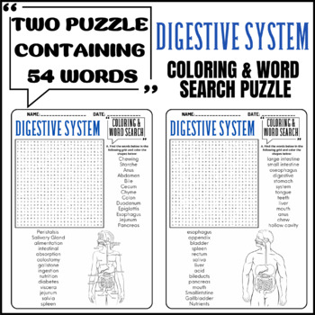 The digestive system coloring word search puzzle worksheets activities