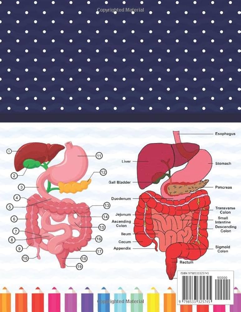 Digestive system anatomy coloring book digestive system anatomy coloring book for kids human digestive system anatomy coloring pages for toddlers anatomy coloring book for anatomy students by