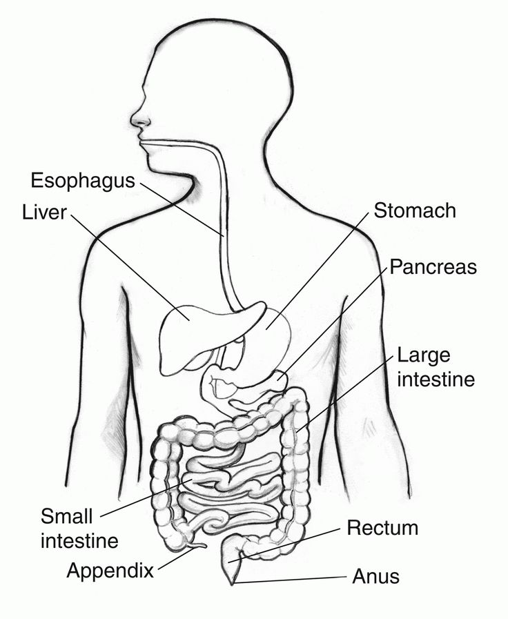Image result for parts of the digestive system coloring page human digestive system digestive system digestive system worksheet