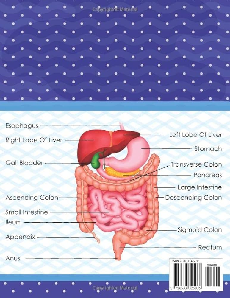 Digestive system anatomy coloring book fun easy human digestive system anatomy coloring book learn human digestive system anatomy with fun easy anatomy book of human digestive system