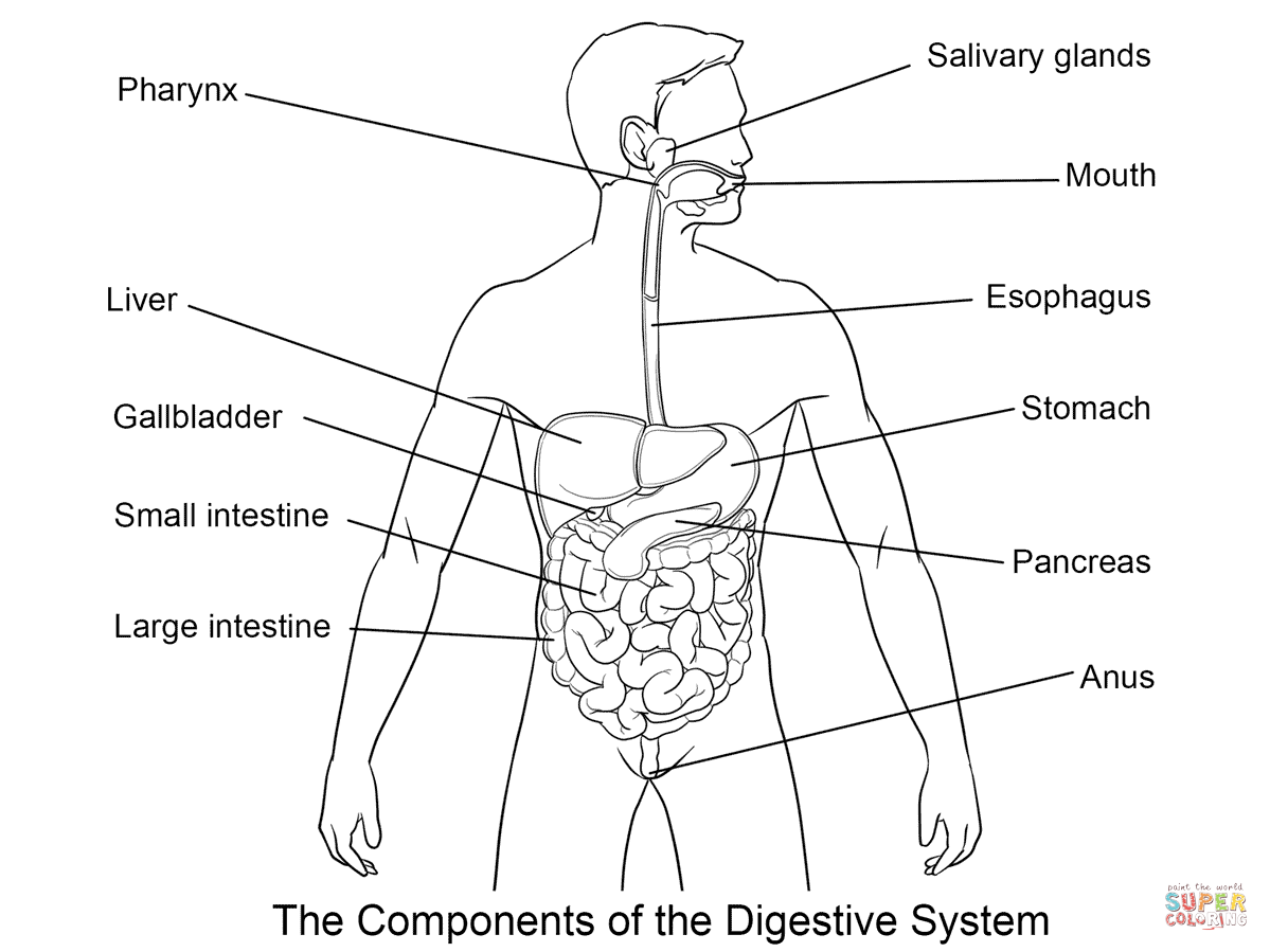 Digestive system coloring page free printable coloring pages