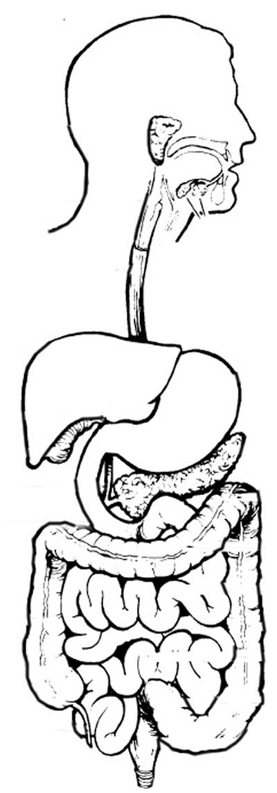 Digestive system coloring page digestive system teaching biology human digestive system