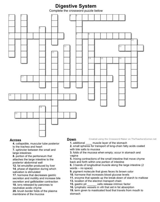 Solved digestive system plete the crossword puzzle below
