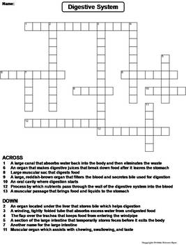 Digestive system worksheet crossword puzzle by science spot tpt